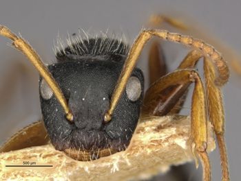 Media type: image;   Entomology 21623 Aspect: head frontal view